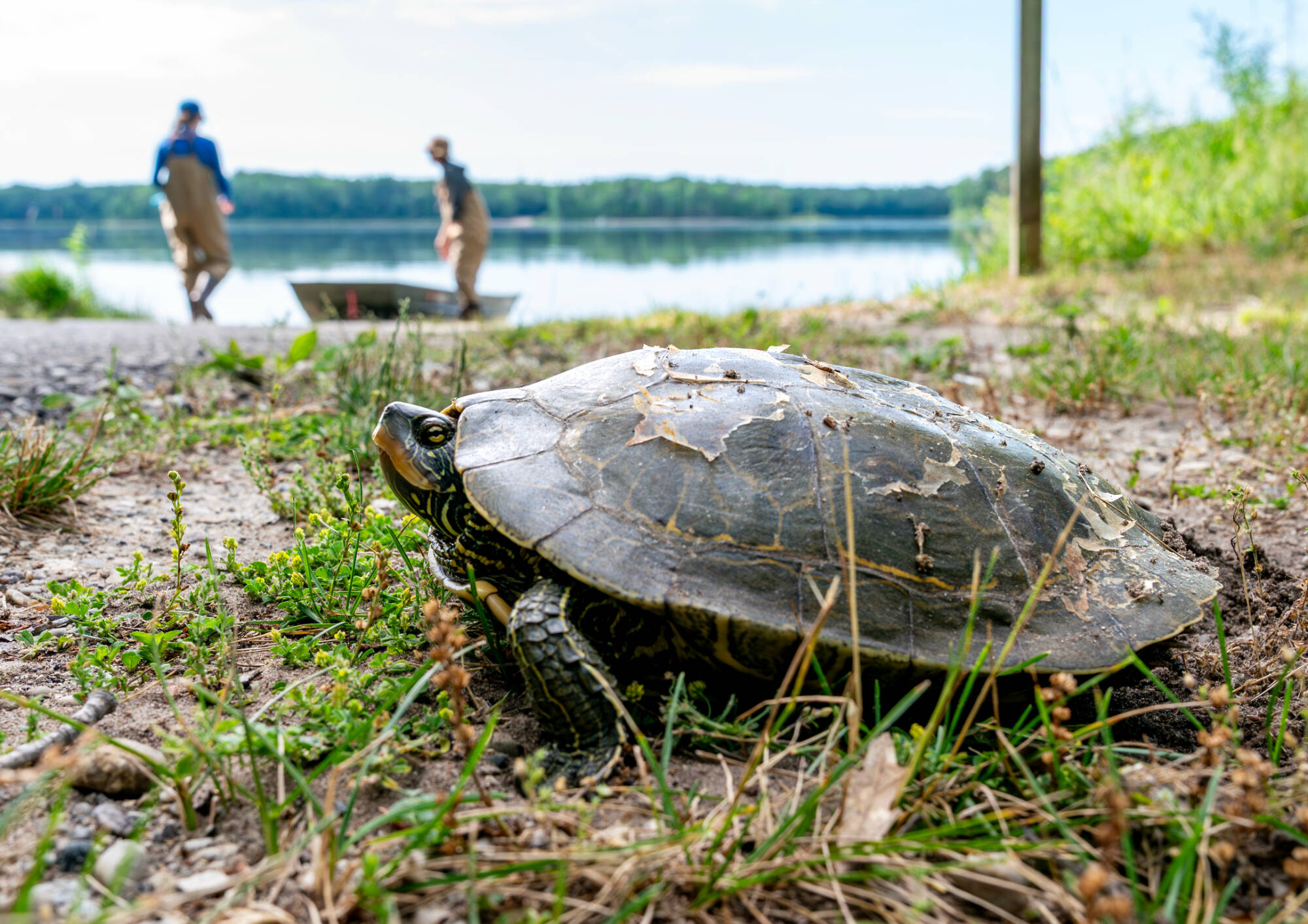A wild turtle watches the Steinman Lab launch a boat.